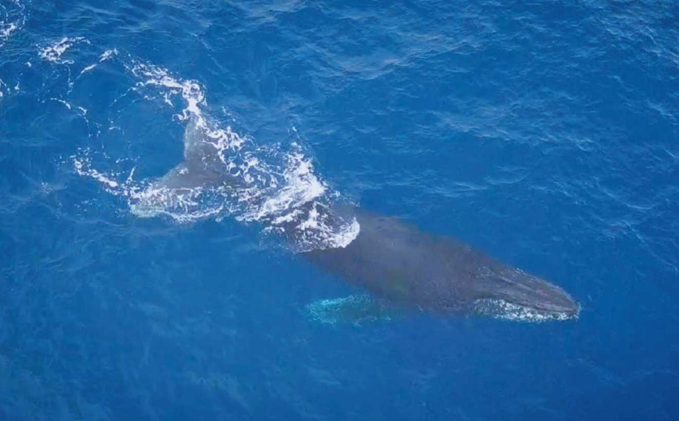 ザトウクジラのラブソング