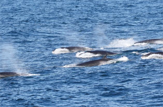 クジラの群れを発見！