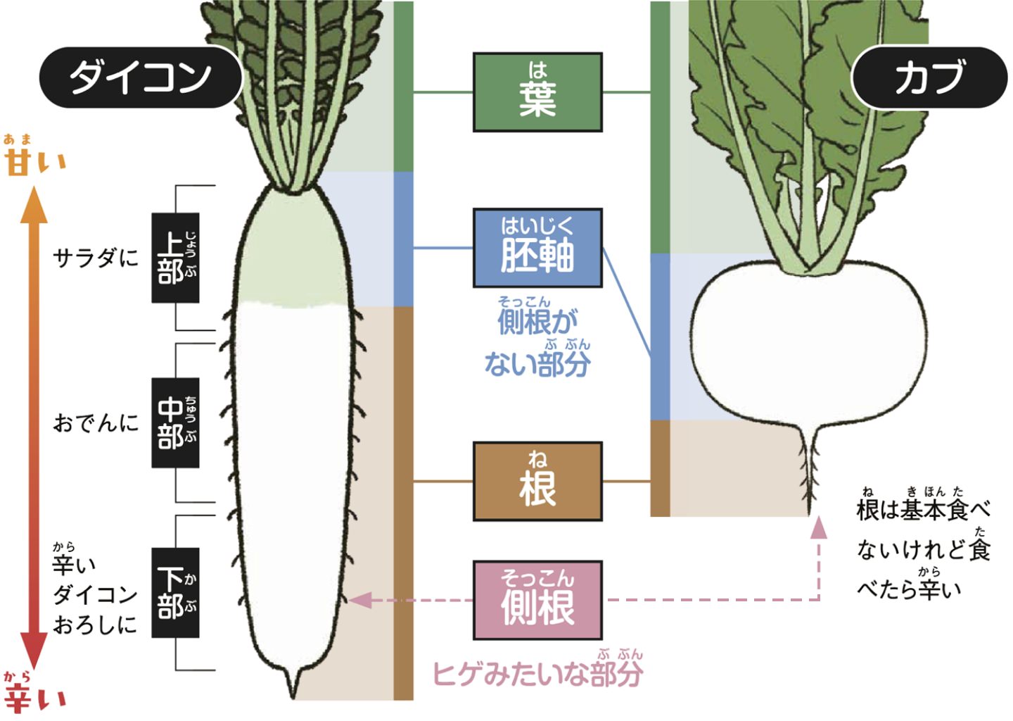 青首大根の青い首は、じつは「茎」の一部！