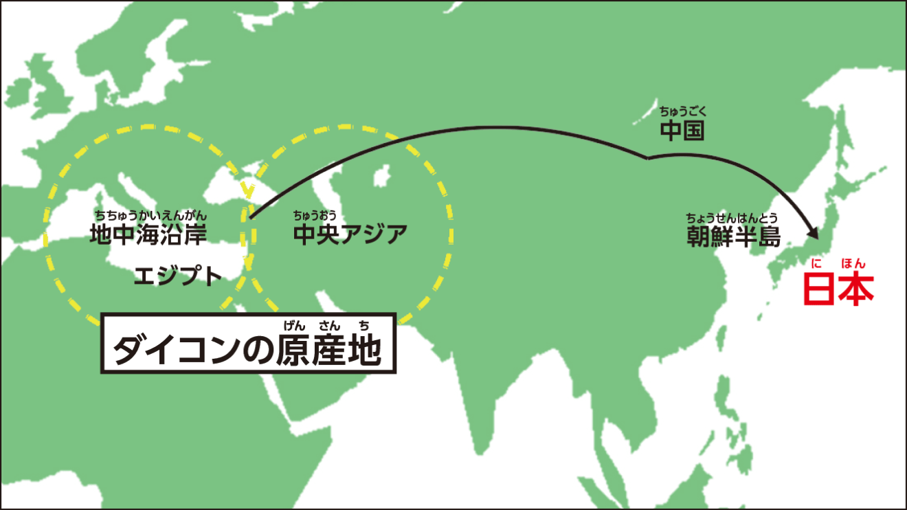 ダイコンの原産地