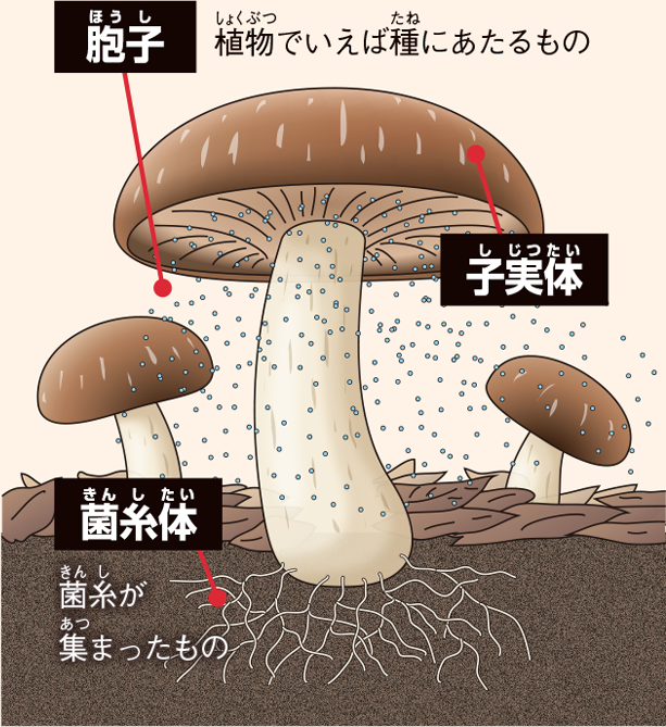 きのこって？