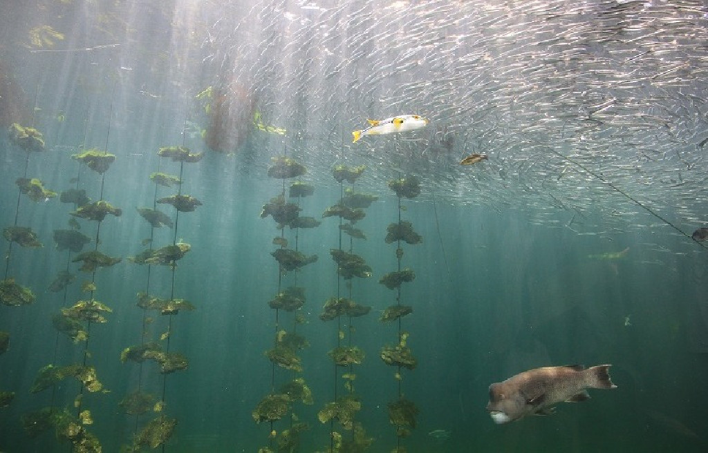 姫路市立水族館|おしはく情報館 | おしごとはくぶつかん